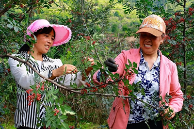 2019武都花椒產(chǎn)銷(xiāo)對(duì)接（電商）洽談會(huì)在階州廣場(chǎng)隆重開(kāi)幕~