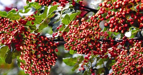 2019武都花椒產(chǎn)銷(xiāo)對(duì)接（電商）洽談會(huì)在階州廣場(chǎng)隆重開(kāi)幕~